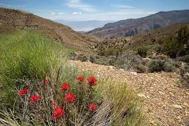 Death valley flowers in march. Death Valley Wildflower Report Desertusa