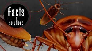 Roaches are sensitive to catnip and are less likely to enter an apartment where it is present. How Do You Know If You Have A Roach Infestation Cockroach Facts