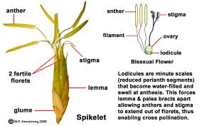 Currently, the classification of flower species has become a hot topic in the field of image classification. Flower Terminology Part 2