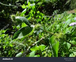 Image result for Triumfetta pilosa