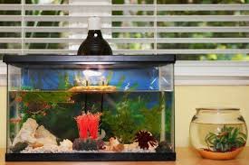 Aquarium Deko Selber Machen Inspirierende Ideen Und Tipps Selberbauen Aquariumeinrichten Fur Awesome Luxus Aquarium Deko Aquarium Aquarium Einrichten