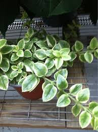 Variegated Philodendron Peperomia Peperomia Scandens Variegata Variegated Philodendron Peperomia Peperomia Scandens Variegata Peperomia Plant Plants Peperomia