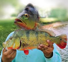 Check spelling or type a new query. Local Spotlight Florida Peacock Bass Fishing Audi North Miami