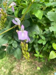 Image result for Canavalia ensiformis