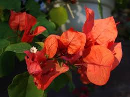 Pin On Garden Flowers