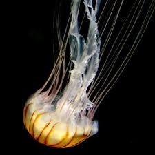 We have multiple species of aquacultured jellyfish for sale including sea nettles, moon jellies, lagoon jellyfish, lion's mane jellyfish etc. Pet Jellyfish For Sale Buy Live Moon Jellyfish Aquariums Uk Jellyfish