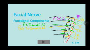 Auditory nerve dây thần kinh thính giác, dây viii. Facial Nerve 1 2 Post Trematic Nerve Functional Components Animated By Dr Azmi Mohsin Youtube