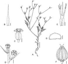 Image result for Diplolophium africanum