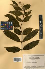 Image result for Pleioceras