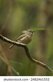 Image result for Newtonia