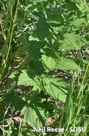 Image result for Verbenaceae