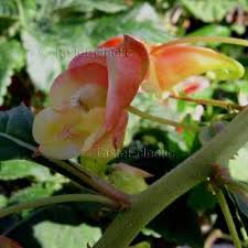 Image result for Impatiens gomphophylla