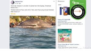 Nabi yunus pergi dengan menaiki kapal dan menyusuri luasnya samudra. Cek Fakta Tidak Benar Ikan Paus Yang Telan Nabi Yunus Terdampar Di Kupang Cek Fakta Liputan6 Com