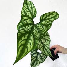 Image result for Cercestis congensis