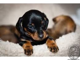 Black And Tan Chiweenie For Sale Dachshund Puppies Available For Sale In Mumbai Maharashtra India In Pet Animals And Accessories Cat Dachshund Puppies Black And Tan Dachshund Dachshund Puppy