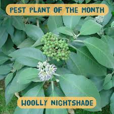 Image result for Solanum mauritianum