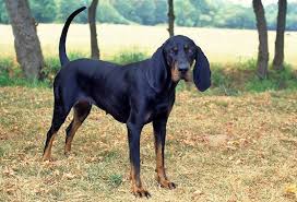 Black And Tan Dog Breeds List Black And Tan Coonhound Dog Breed Information Hound Dog Breeds Coonhound Coonhound Puppy