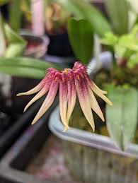 Image result for Bulbophyllum kivuense