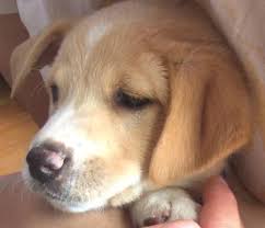 Lancaster puppies, a website dedicated to providing a marketplace for puppies from quality breeders. Labrador Beagle Mix Puppies Off 74 Www Usushimd Com