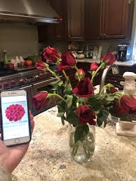 Check spelling or type a new query. My Boyfriend Ordered Me Flowers For Valentine S Day Expectationvsreality