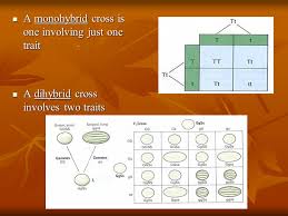 If you cross homozygous recessive short plant with heterozygous purple flower to heterozygous tall plant with heterozygous this is a test cross for height gene but not for colour gene. Genetics Genetics Is The Scientific Study Of Heredity Ppt Video Online Download