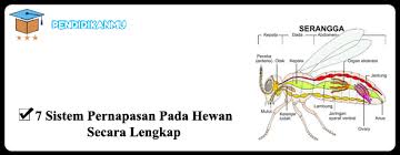 Respirasi tumbuhan respirasi merupakan suatu proses pembebasan energi dengan memecahan senyawa organik menjadi co2, h2o dan energi 4. 7 Sistem Pernapasan Pada Hewan Secara Lengkap Beserta Gambar