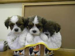 She has all her shots, including rabies and her deworming. Bichon Frise X Shih Tzu Pups Shichon For Sale In Feversham Ontario Nice Pets Online