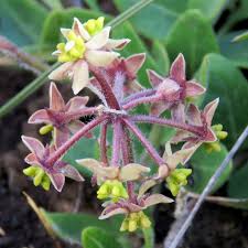 Image result for Chironia laxiflora