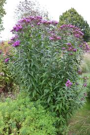 Image result for Vernonia schlechteri