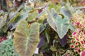 Poisoning may occur if you eat parts of this plant. Tender Perennials Need Indoor Protection Indiana Yard And Garden Purdue Consumer Horticulturepurdue University Indiana Yard And Garden Purdue Consumer Horticulture