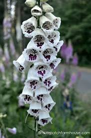 Pin On Gardening