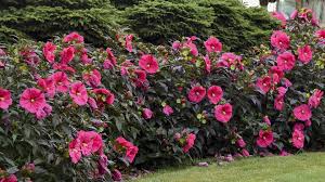 Image result for Hibiscus