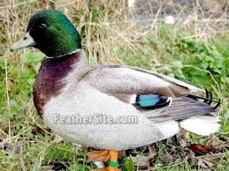 Call Ducks Duck Ducky Call