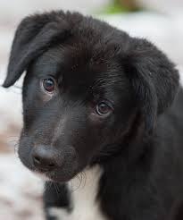 Like many herding breeds, the color:the most common colors of border collies are black & white and red & white. Border Collie The Life Of Archie