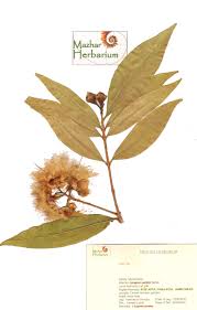 Image result for Syzygium jambos