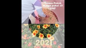 See more of pokok bunga on facebook. Cara Tanam Pokok Bunga Pukul 10 Simple Dan Mudah Untie Santhi Youtube