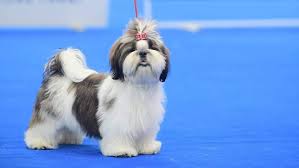 Cat kitten pet shop near me. Pet Shop In Delhi Dog Puppies Cat Kitten Sale Pet Shop In New Delhi