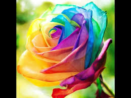 Maybe you would like to learn more about one of these? Beautiful Flowers Ten Most Beautiful Flowers 2016 Youtube