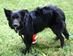 Border Collie Australian Shepherd Mix Black And Brown Black Border Collie Dogs Dog Questions Border Collie Vet Breeding Black City Data Australian Shepherd Black Labs Dogs Black Australian Shepherd