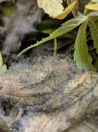Botrytis blight and stem canker is caused by botrytis cinera. Gray Mold Of Industrial Hemp Nc State Extension Publications