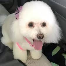 White Maltese running loose in Pine Ridge Estates