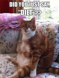See more ideas about funny quotes, funny insults, funny comebacks. Hilarious Fat Cat Quotes Quotesgram