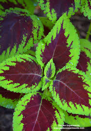 10 Plants For Shade Gardens Plants Grown For Flowers Leaf Colors And As Ground Cover In 2020 Shade Plants Shade Garden Red Leaf Plant