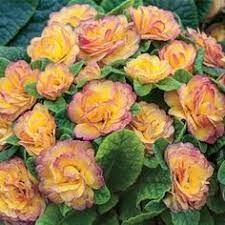 An outstanding addition to lungwort – excellent plants for shade gardens. Zone 7 Shade Perennials