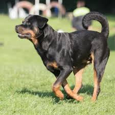 Rottweiler Ozellikleri Ve Bakimi Hakkinda Her Sey Pet Ihtiyac