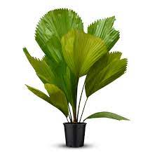 Export paperwork, shipping to any major port. Licuala Grandis Palm Buy Online Trivandrum Gardentech