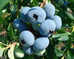 Plantatie de afini dezvoltata cu fonduri europene reusita unei ferme de familie din satu mare stiriagricole ro. La 26 De Ani Are CulturÄƒ De Afine Si CÄƒpsuni Pe Bani Europeni Agro Business