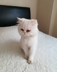 Chinchilla Uludag Sozluk