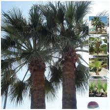 1000 seeds = $19.10 taller and faster growing than w. Washingtonia Filifera California Fan Palm Seeds Hardy Landscape Varie The Climbing Fig