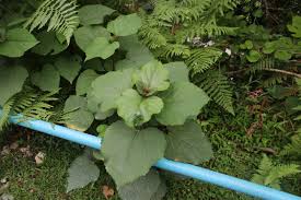 Image result for Clerodendrum abilioi